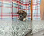 Small #4 Mutt