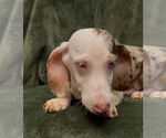 Small #1 Dachshund