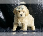 Small #3 Maltipoo (Miniature)