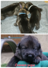 German Shepherd Dog Puppy for sale in NEW CANEY, TX, USA