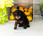 Small #3 Poodle (Miniature)