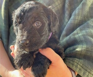 Aussiedoodle Miniature  Puppy for sale in FLEMING, OH, USA