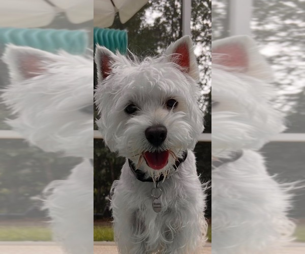Medium Photo #6 West Highland White Terrier Puppy For Sale in RADCLIFF, KY, USA