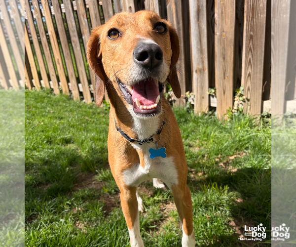 Medium Photo #13 Treeing Walker Coonhound-Unknown Mix Puppy For Sale in Washington, DC, USA