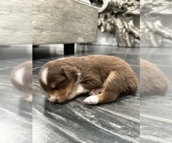 Medium Photo #24 Australian Shepherd Puppy For Sale in NEW BRAUNFELS, TX, USA