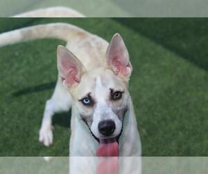 Siberian Husky-Unknown Mix Dogs for adoption in Grand Prairie, TX, USA