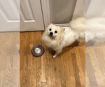 Small #3 Pomeranian