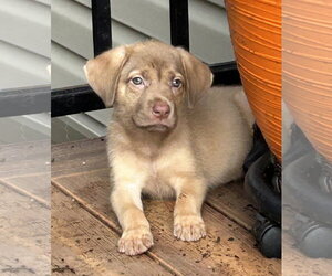 Black Mouth Cur-Labrador Retriever Mix Dogs for adoption in Hillsboro, MO, USA