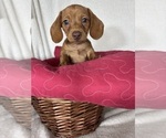 Duke - Male Dachshund Puppy for Sale - Photo #6