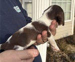 Small Photo #2 Dachshund Puppy For Sale in ROEBUCK, SC, USA