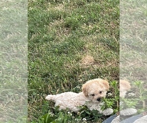 Poodle (Toy) Puppy for sale in TIPPECANOE, IN, USA