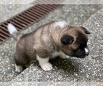 Small Photo #4 Akita Puppy For Sale in PORT LUDLOW, WA, USA