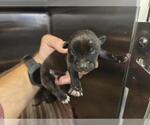 Small American Staffordshire Terrier Mix