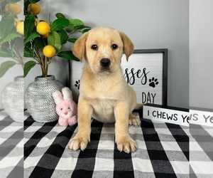 Labrador Retriever Puppy for sale in FRANKLIN, IN, USA