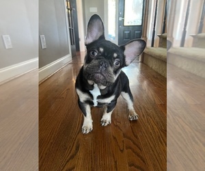 French Bulldog Puppy for sale in NEW LONDON, NC, USA
