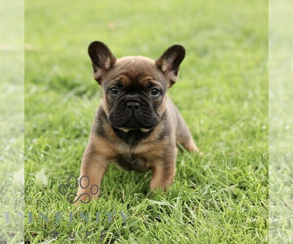 Medium Photo #4 French Bulldog Puppy For Sale in RONKS, PA, USA