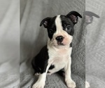 Small #1 Boston Terrier