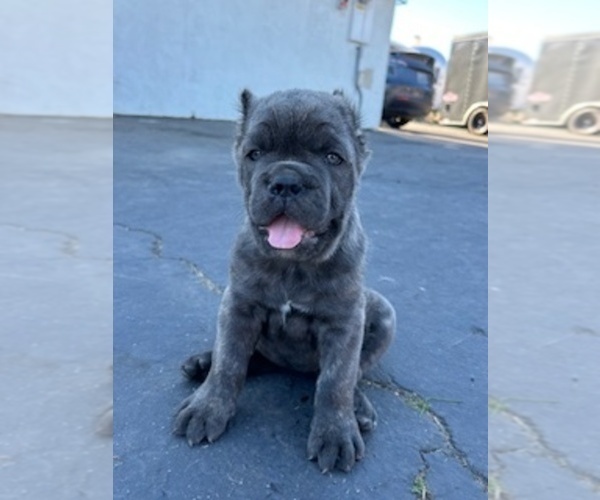 Medium Photo #4 Cane Corso Puppy For Sale in OCEANSIDE, CA, USA
