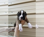 Puppy 5 Boxer