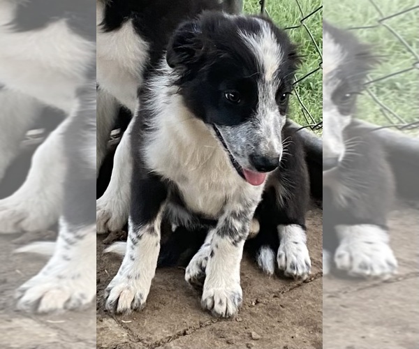 Medium Photo #1 Border Collie Puppy For Sale in OTTUMWA, IA, USA