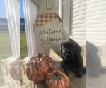 Puppy Reginald Labrador Retriever