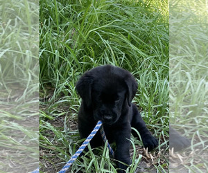 Labrador Retriever Dog for Adoption in ZACHARY, Louisiana USA