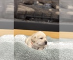 Puppy Orange Labrador Retriever