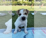Small #1 Labrador Retriever Mix