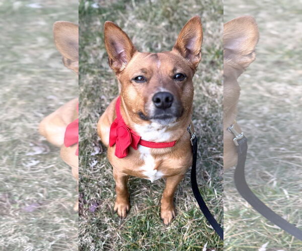 Medium Photo #4 Basenji-Unknown Mix Puppy For Sale in Mount Airy, NC, USA