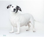 Small #1 Basset Hound Mix