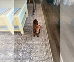 Small #8 Dachshund
