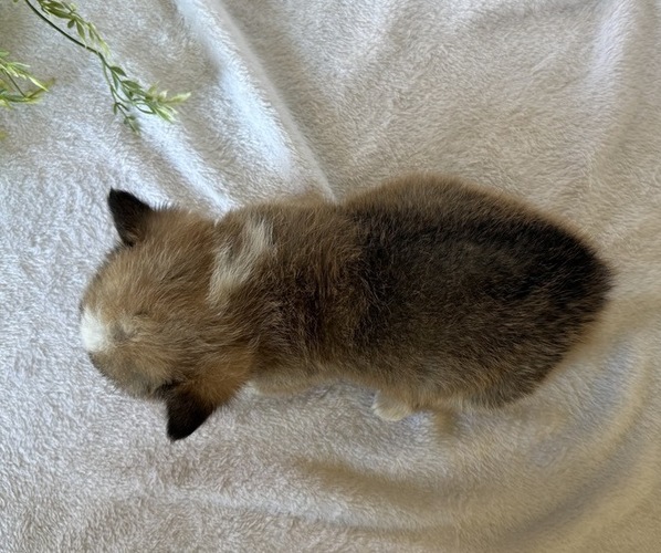 Medium Photo #5 Pembroke Welsh Corgi Puppy For Sale in STANLEY, WI, USA