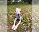 Small #9 Catahoula Leopard Dog Mix