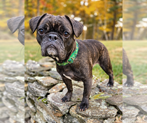 Hamster - Male Frenchie Pug Dog for Adoption - Photo #4