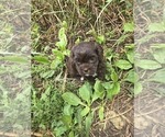 Puppy Frannie ShihPoo