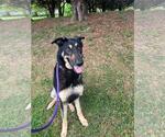 Small German Shepherd Dog Mix