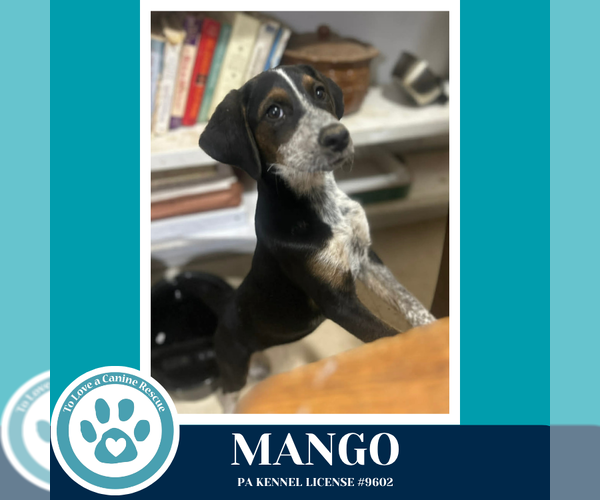 Medium Photo #2 Coonhound Puppy For Sale in Kimberton, PA, USA