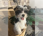 Small #7 Yorkshire Terrier