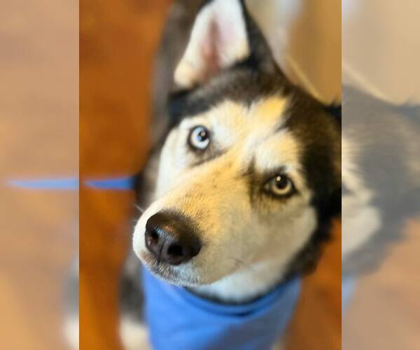 Medium Photo #2 Siberian Husky Puppy For Sale in Carrollton, TX, USA