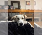 Small #4 Retriever  Mix