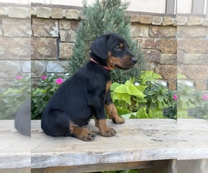 Doberman Pinscher Puppy for sale in BOYD, TX, USA