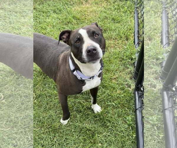 Medium Photo #2 American Pit Bull Terrier-Unknown Mix Puppy For Sale in Millersville, MD, USA