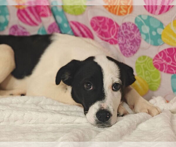 Medium Photo #4 Border-Aussie Puppy For Sale in Talladega, AL, USA