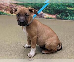 Bullboxer Pit Dogs for adoption in Moreno Valley, CA, USA