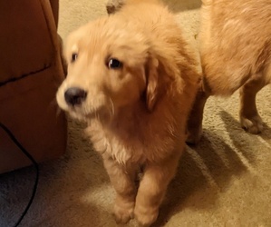 Golden Retriever Puppy for sale in STANLEY, NC, USA