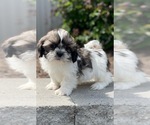 Small #2 Shih Tzu