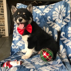Pomsky Puppy for sale in PEACH BOTTOM, PA, USA