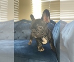 Small Photo #49 French Bulldog Puppy For Sale in LAS VEGAS, NV, USA