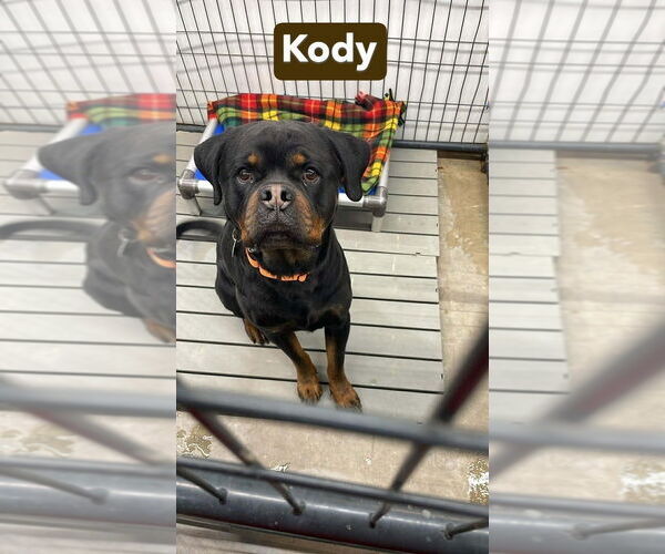 Medium Photo #3 Rottweiler Puppy For Sale in Foristell, MO, USA