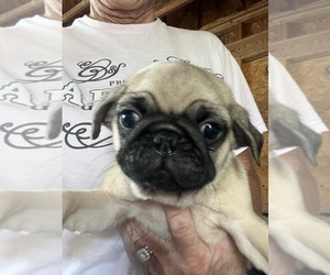 Pug Puppy for sale in UNION, SC, USA